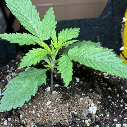 Lemon Haze growlog photo: Spray nutes