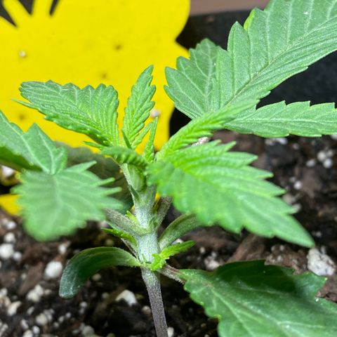 Lemon Haze growlog photo: Spray nutes