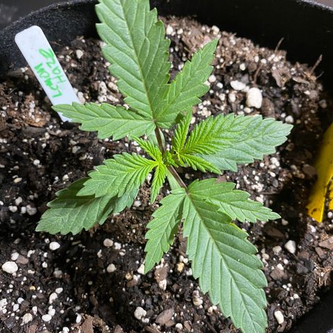Lemon Haze growlog photo: Spray nutes