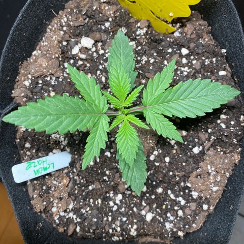 Lemon Haze growlog photo: Spray nutes