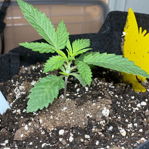 Lemon Haze growlog photo: Spray nutes