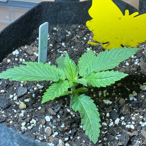 Platinum Kush Indica growlog photo: Sprayed nutes