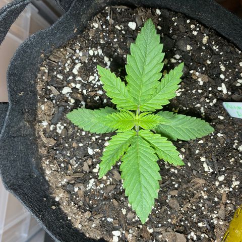 Platinum Kush Indica growlog photo: Sprayed nutes
