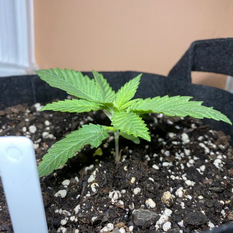 Platinum Kush Indica growlog photo: Sprayed nutes