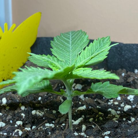 Platinum Kush Indica growlog photo: Sprayed nutes