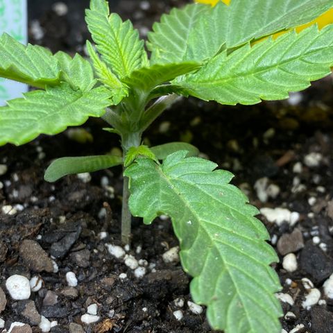 Platinum Kush Indica growlog photo: Sprayed nutes