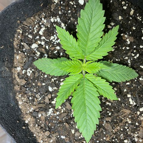 Platinum Kush Indica growlog photo: Sprayed nutes