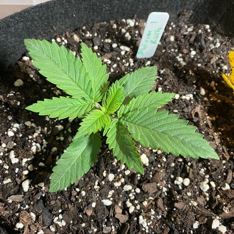 Platinum Kush Indica growlog photo: Sprayed nutes