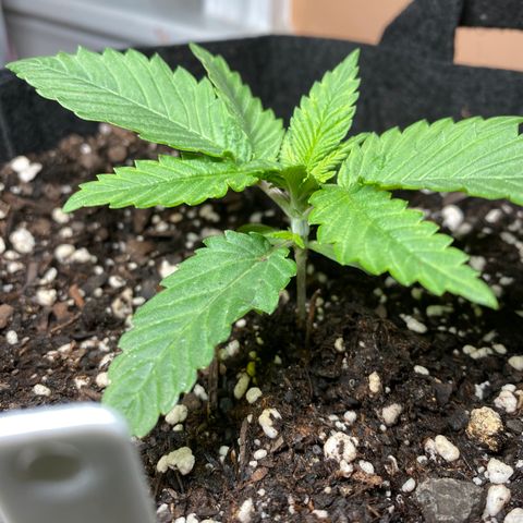 Platinum Kush Indica growlog photo: Sprayed nutes