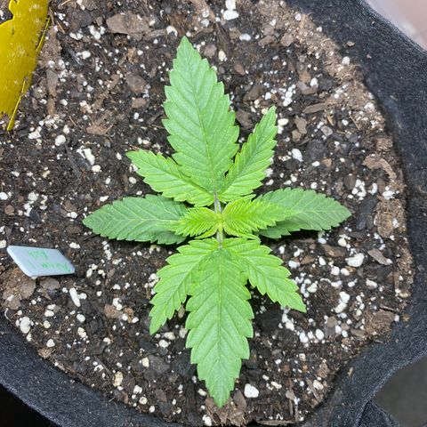 Platinum Kush Indica growlog photo: Sprayed nutes