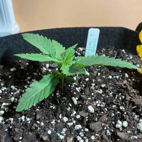 Platinum Kush Indica growlog photo: Sprayed nutes