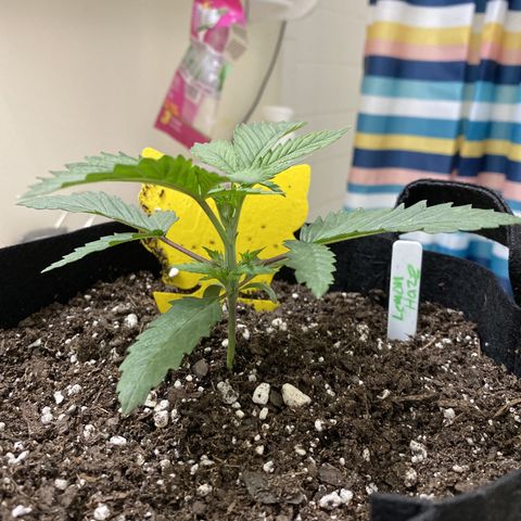Lemon Haze growlog timeline photo
