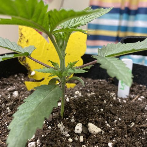 Lemon Haze growlog timeline photo