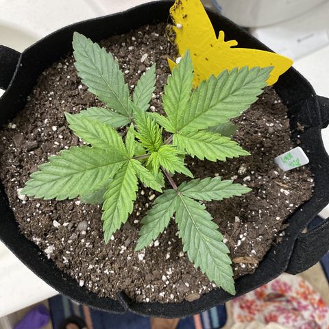 Lemon Haze growlog timeline photo