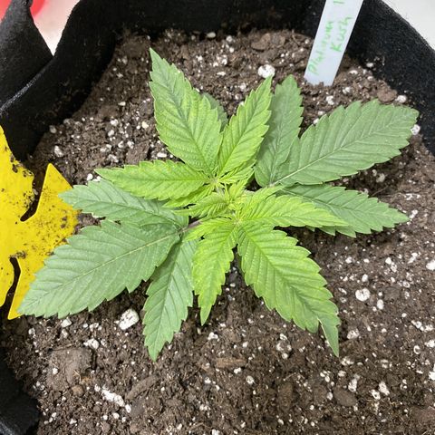 Platinum Kush Indica growlog timeline photo
