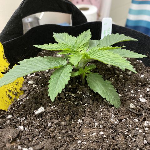Platinum Kush Indica growlog timeline photo