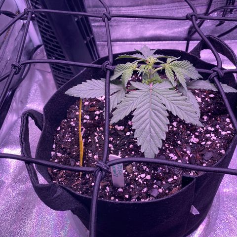 Lemon Haze growlog timeline photo
