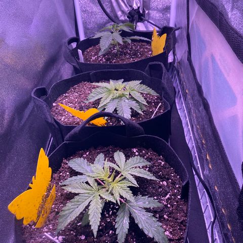 Pete’s Dragon growlog timeline photo