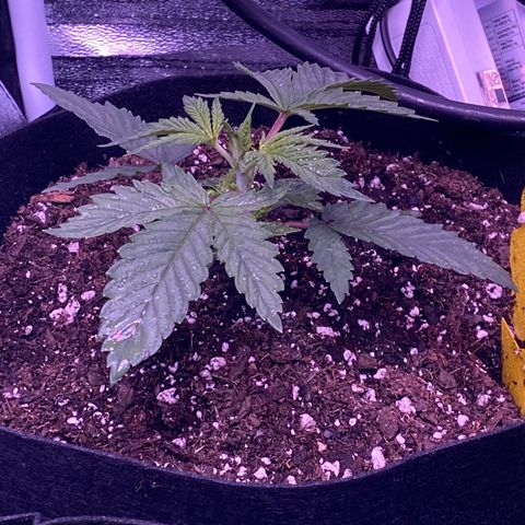 Pete’s Dragon growlog timeline photo