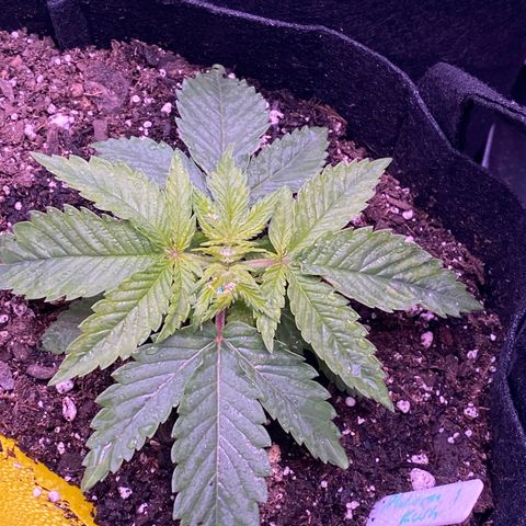 Pete’s Dragon growlog timeline photo