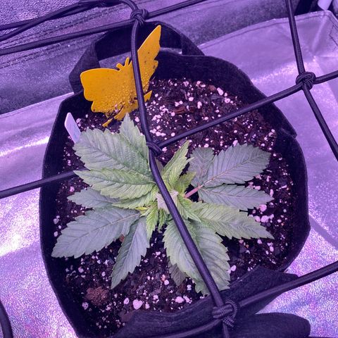 Platinum Kush Indica growlog timeline photo