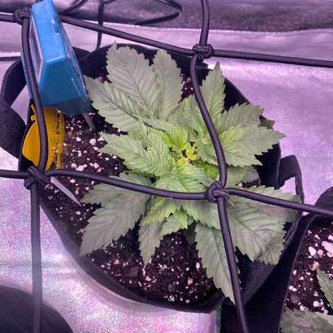 Platinum Kush Indica growlog timeline photo