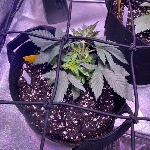 Lemon Haze growlog timeline photo