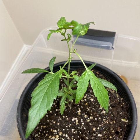 Pete’s Dragon growlog timeline photo