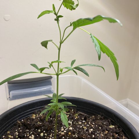 Pete’s Dragon growlog timeline photo