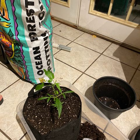 Pete’s Dragon growlog timeline photo