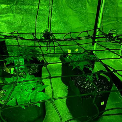 Pete’s Dragon growlog timeline photo