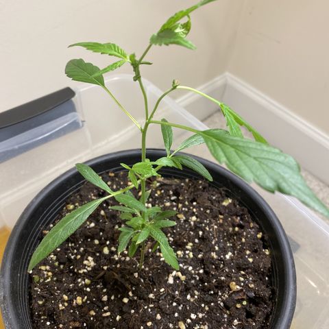 Pete’s Dragon growlog timeline photo