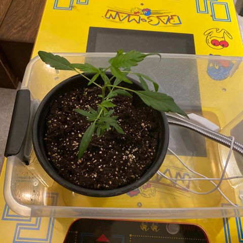Pete’s Dragon growlog timeline photo