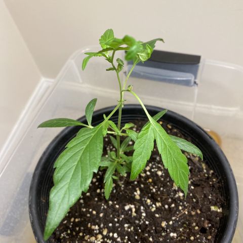 Pete’s Dragon growlog timeline photo