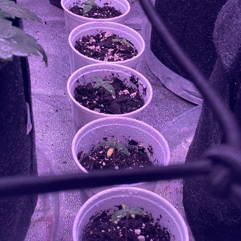 Pete’s Dragon growlog timeline photo