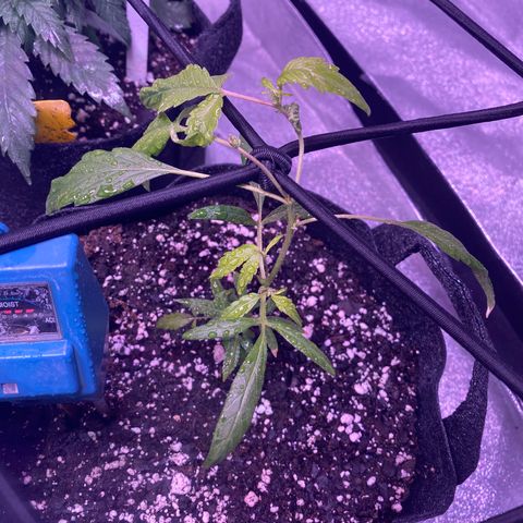 Pete’s Dragon growlog timeline photo