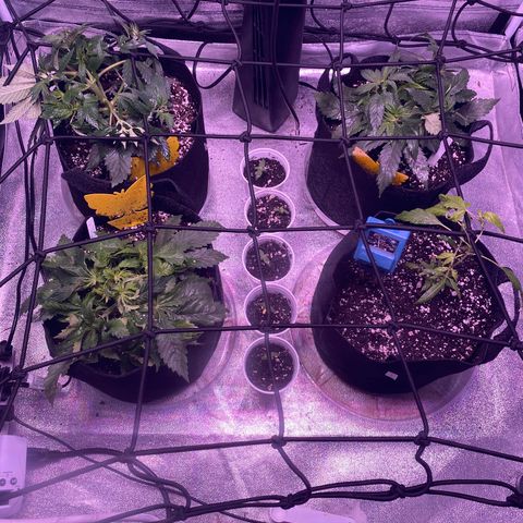 Pete’s Dragon growlog timeline photo