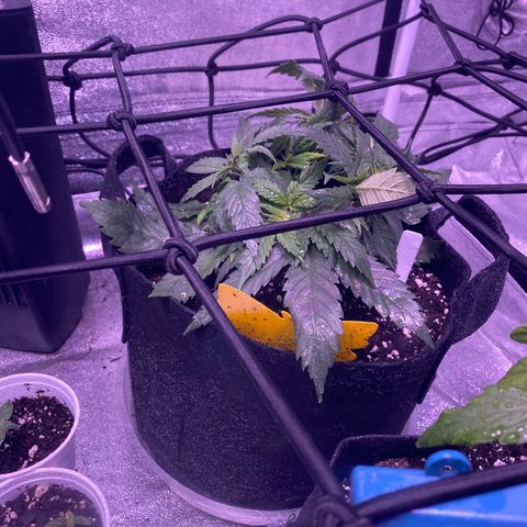 Pete’s Dragon growlog timeline photo