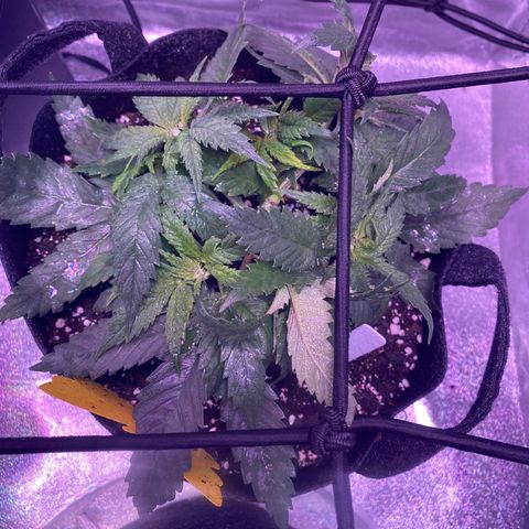 Pete’s Dragon growlog timeline photo