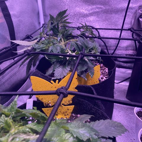 Pete’s Dragon growlog timeline photo