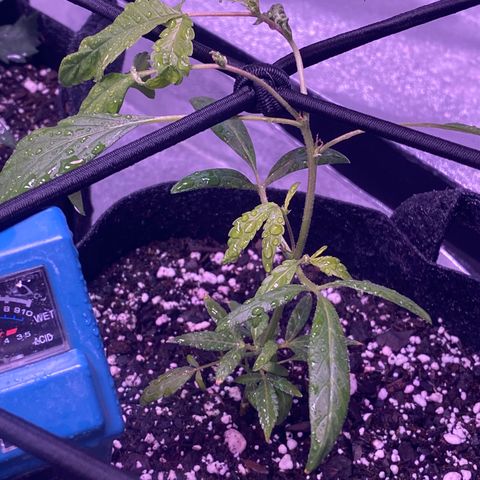 Pete’s Dragon growlog timeline photo