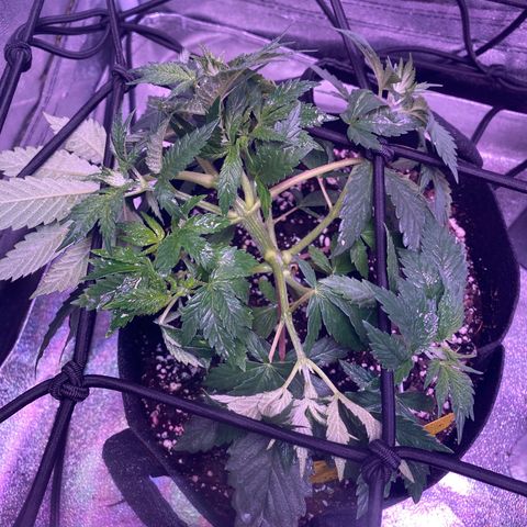 Pete’s Dragon growlog timeline photo