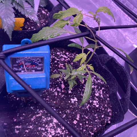 Pete’s Dragon growlog timeline photo