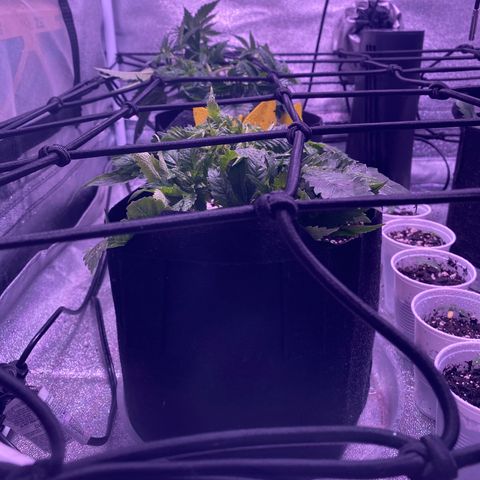 Pete’s Dragon growlog timeline photo