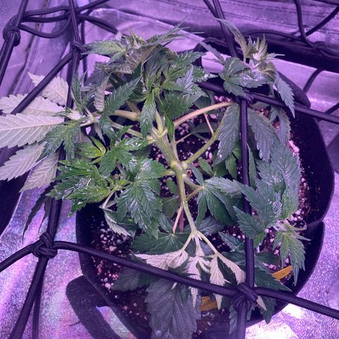Lemon Haze growlog timeline photo
