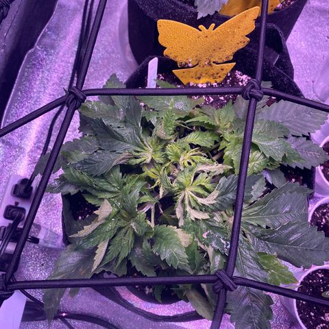 Platinum Kush Indica growlog timeline photo