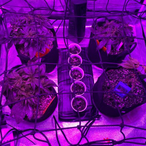 Pete’s Dragon growlog timeline photo