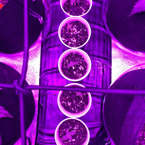 Pete’s Dragon growlog timeline photo