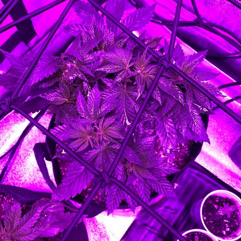 Pete’s Dragon growlog timeline photo