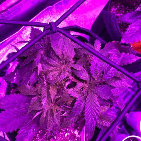 Pete’s Dragon growlog timeline photo